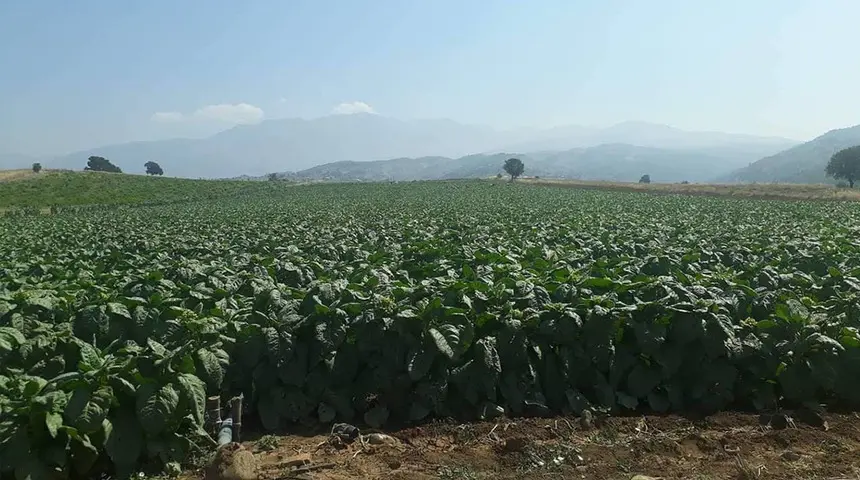 Uzmanlardan Maraş otu uyarısı: “Sigaradan 5 kat daha tehlikeli"